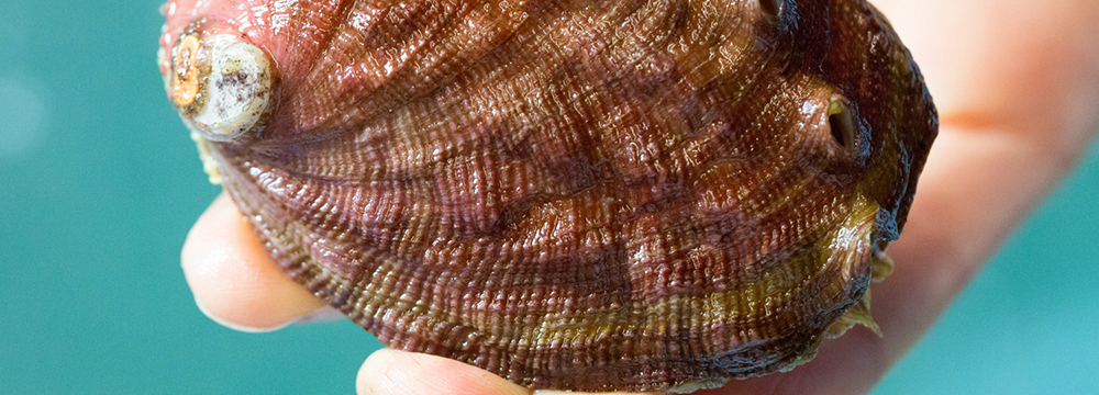 Abalone Captive Breeding Bodega Marine Lab