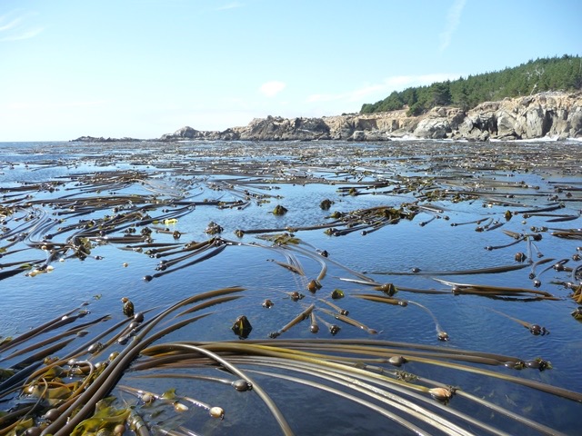 Bull kelp at Ocean Cove in Sonoma County in 2012