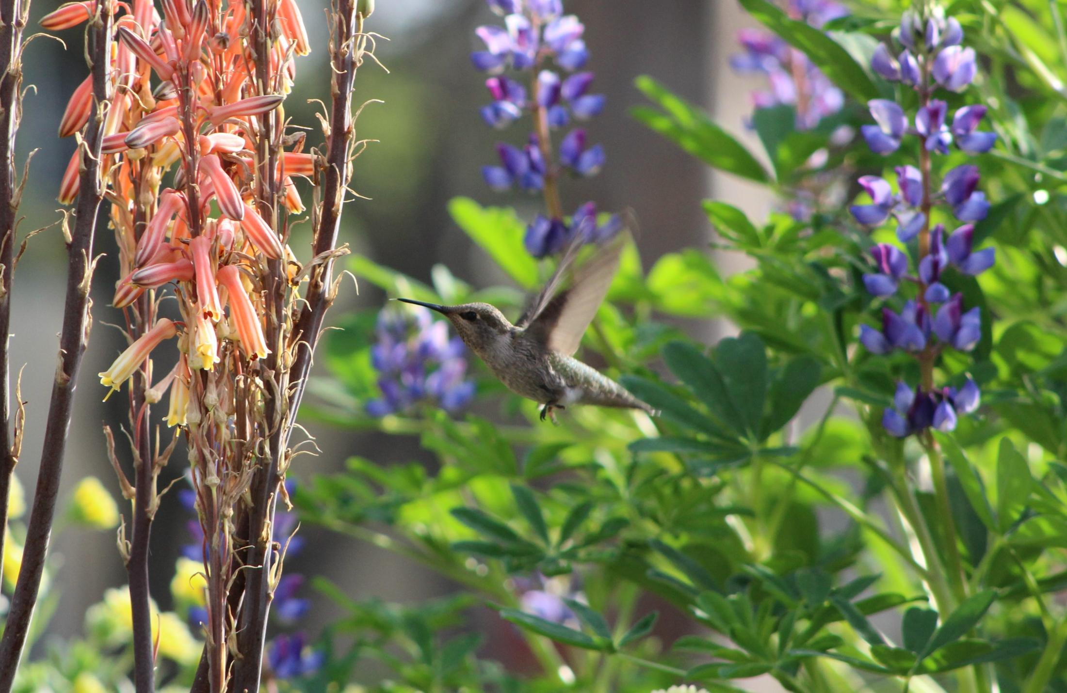 Anna's hummingbird