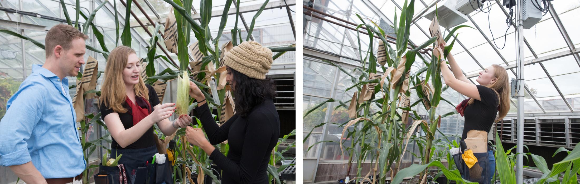 Hand-pollinating corn collage