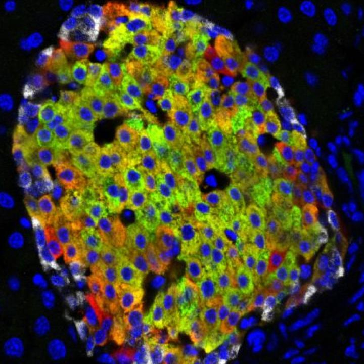 Pancreatic Islets