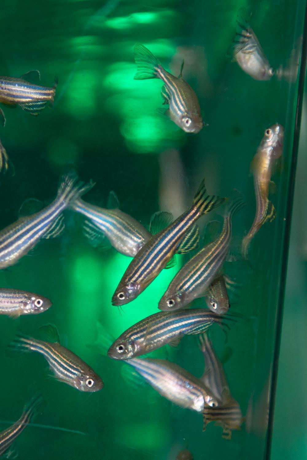 Zebrafish swim in a tank