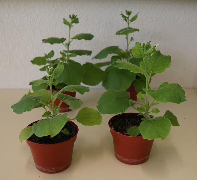 Tobacco plant