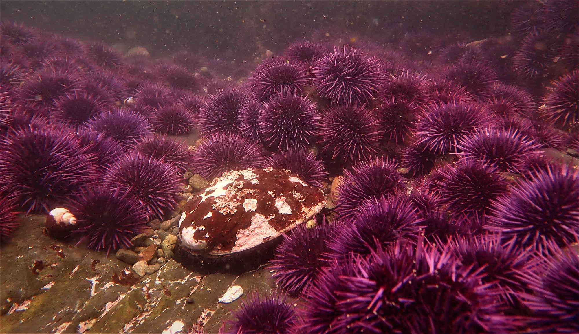 A red abalone is surrounded by a barren of purple sea urchins