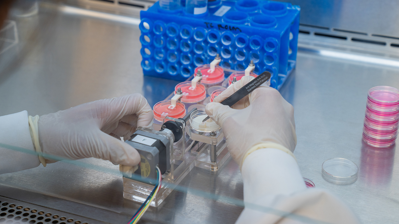 Gloved hands working with lab equipment to engineer tissue samples in a sterile biosafety cabinet, with petri dishes, tubing, and a blue tube rack visible.