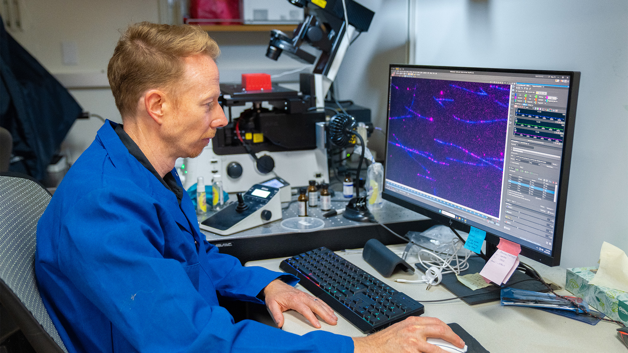 Scientist in blue lab coat at microscope, screen showing purple fluorescent structures.