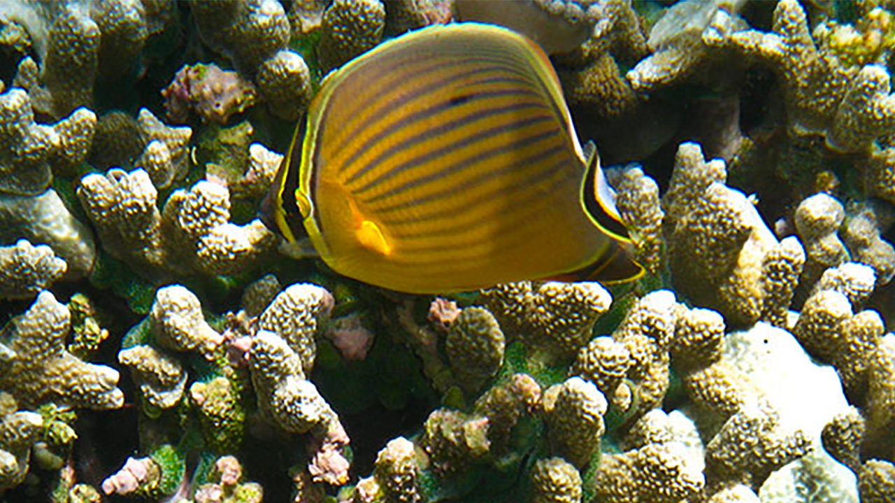Yellow-striped butterflyfish swimming over coral rubble on reef