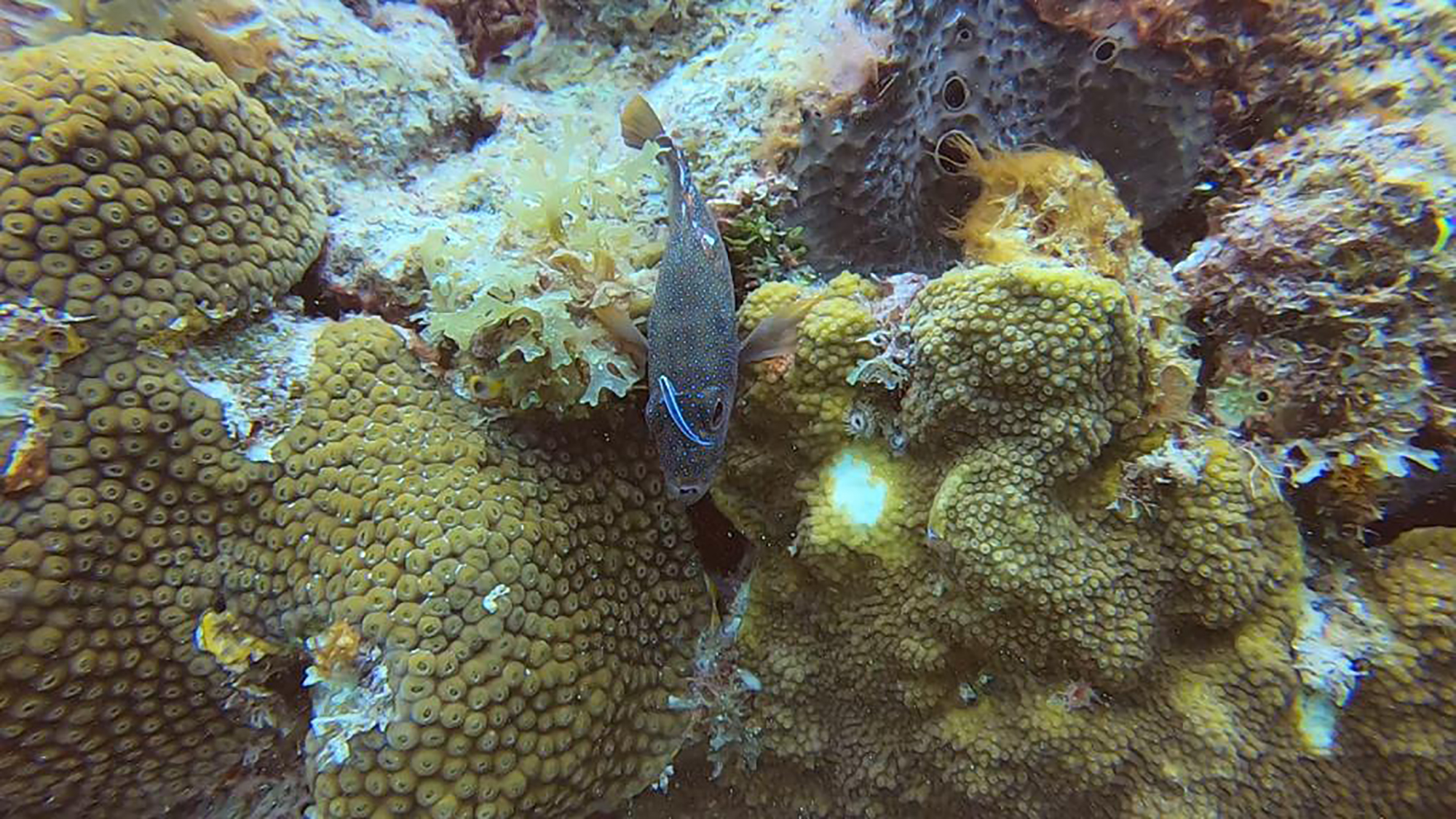 A cleaner goby swims near the mouth of a speckled grouper, performing a cleaning interaction as both hover among coral reef structures.