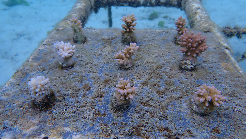 Small coral nubbins mounted on a rectangular nursery plate on sandy seabed