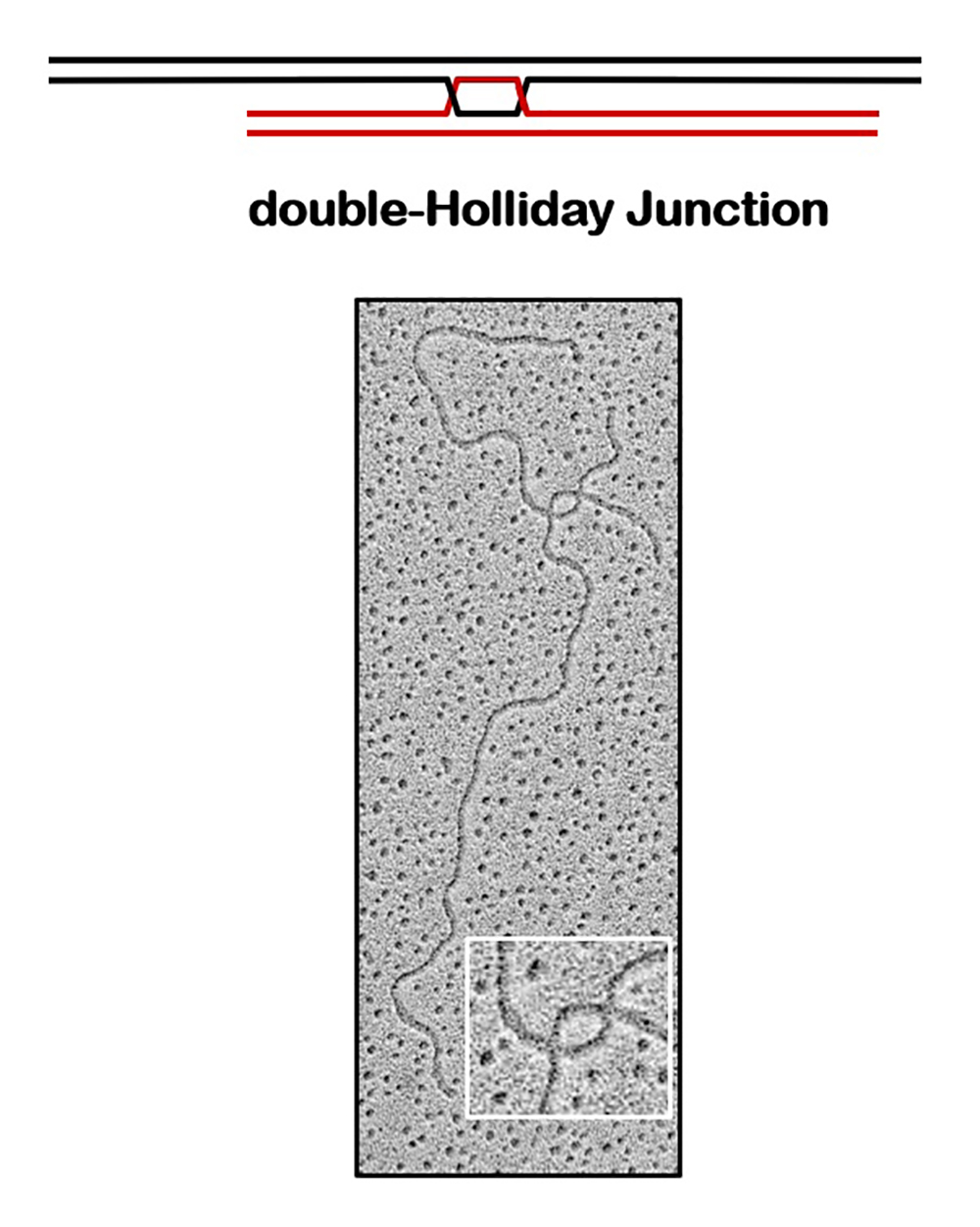Diagram and electron micrograph of a double-Holliday junction. At top, a schematic shows two DNA duplexes crossing in a pair of junctions. Below, an electron microscopy image displays the DNA molecule with a visible crossover structure, labeled “double-Holliday Junction.” An inset magnifies the crossover point, clearly showing the two junctions where DNA strands exchange.