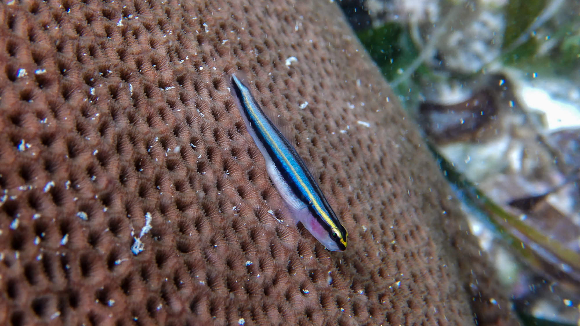 A small blue and yellow striped cleaner goby rests on the textured surface of a brown coral colony underwater.