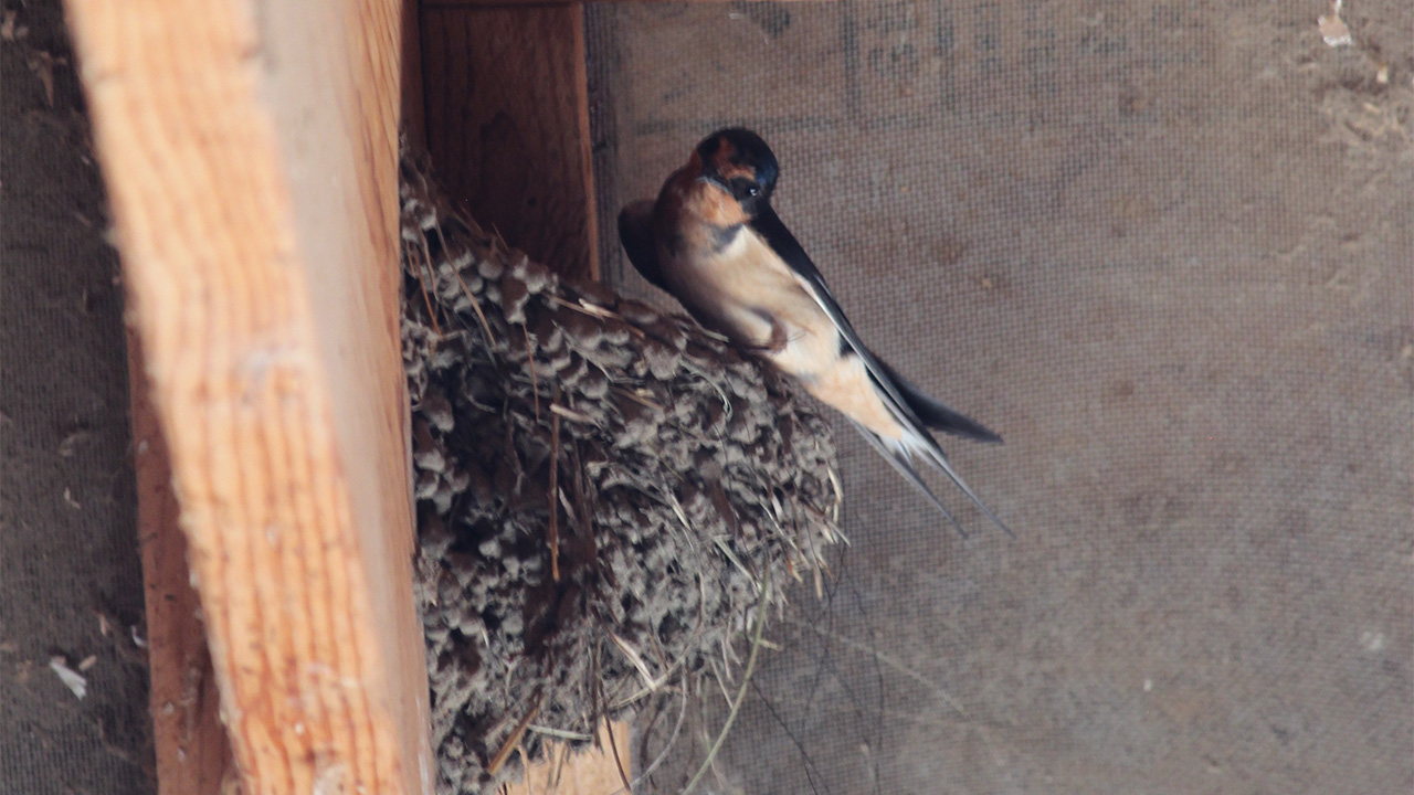 Barn swallow perched on mud nest beneath wooden beam in barn