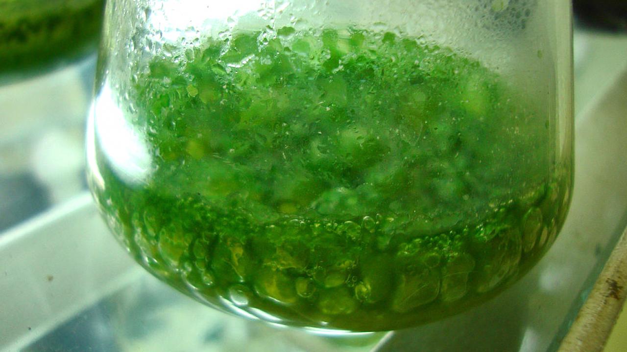 The pigments responsible for the blue-green color of cyanobacteria enable phytochromes in plants to sense light. Joydeep via Wikimedia The pigments responsible for the blue-green color of cyanobacteria enable phytochromes in plants to sense light. Joydeep via Wikimedia
