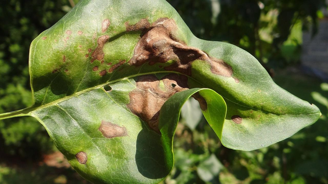 Pseudomonas syringae on Syringa vulgaris 