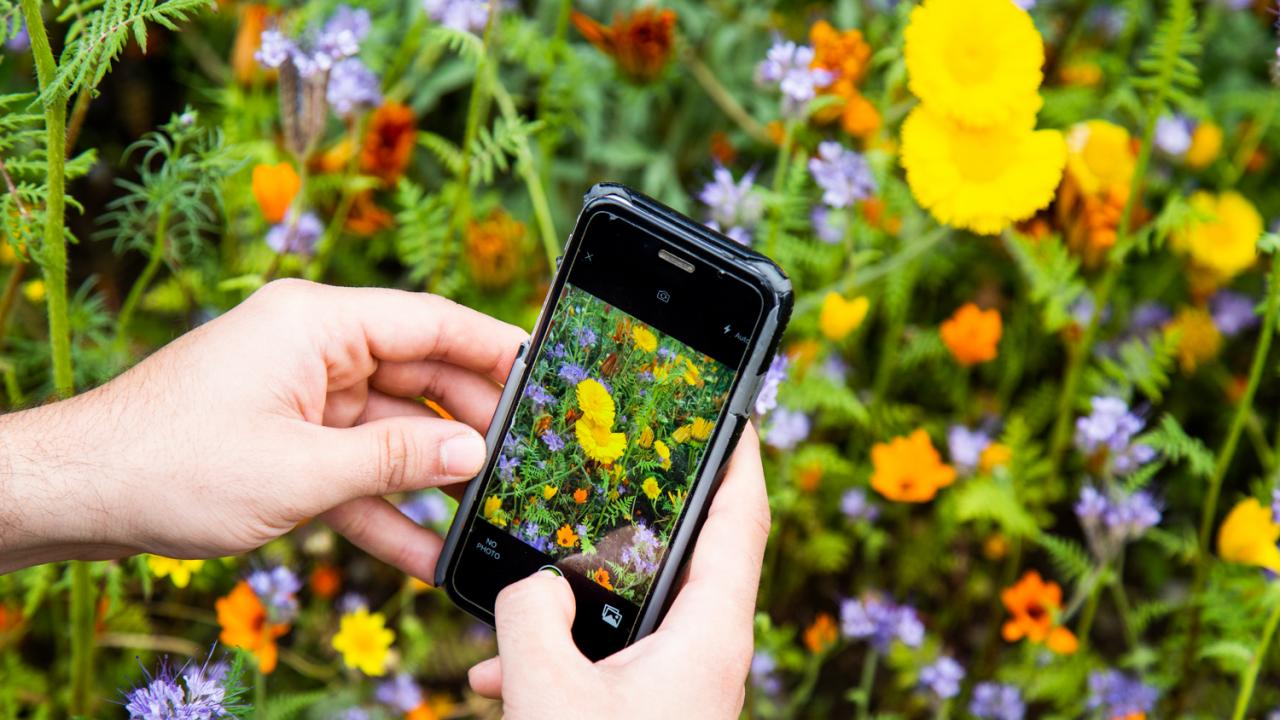 Nature is everywhere. You can help catalog the floral and fauna around you with the app iNaturalist, which will be used during the upcoming City Nature Challenge from April 26 to April 29. David Slipher/UC Davis iPhone taking shots of flowers