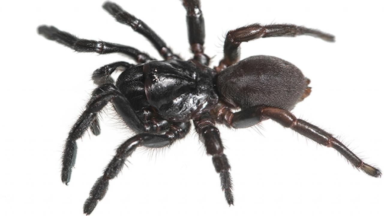 A picture of a female specimen of the genus Cryptocteniza. Jason Bond Spider