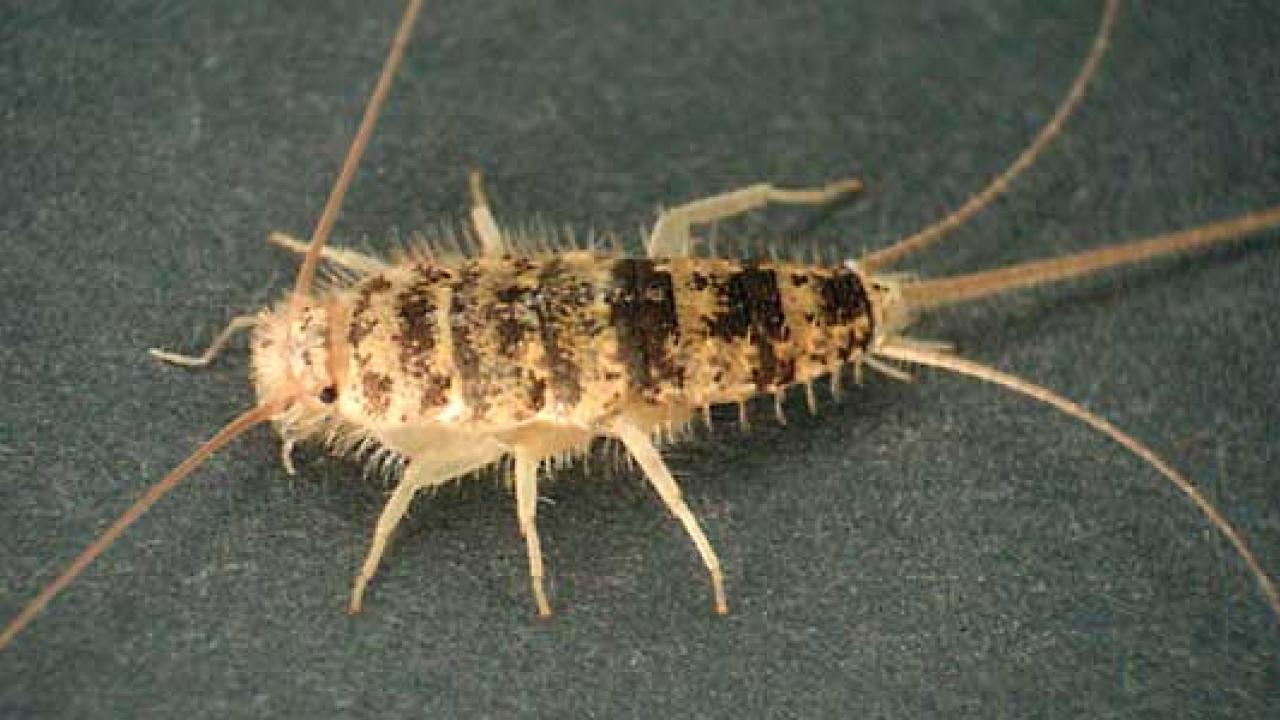 The firebrat (Thermobia domesticai), found throughout the world under rocks and leaf litter, is an indoor pest of dog food, stored foods, fabric and book bindings. David R. Madison A firebrat