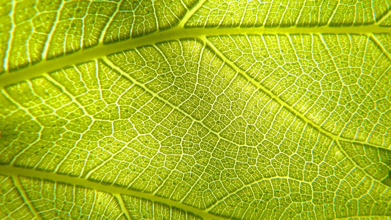 Leaf