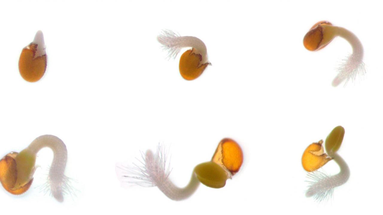Arabidopsis seeds