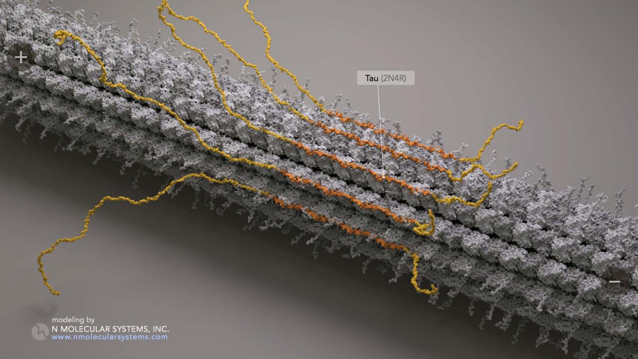 In a new study appearing in Nature Cell Biology, UC Davis researchers found that tau molecules can congregate together in a novel, reversible way, which appears to be distinct from the irreversible tangle formation observed in neurodegenerative disease. N Molecular Systems, Inc. Microtubule