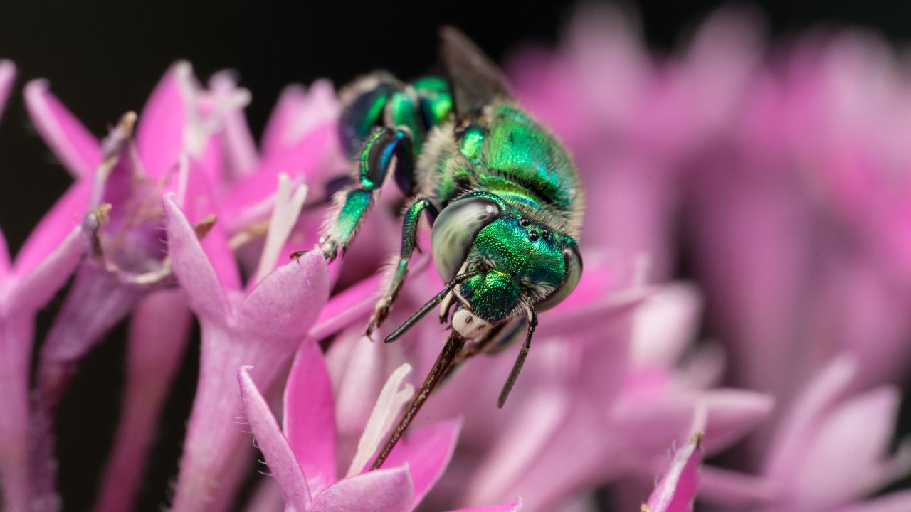 Orchid bee