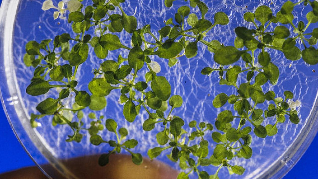 Arabidopsis thaliana plant specimen