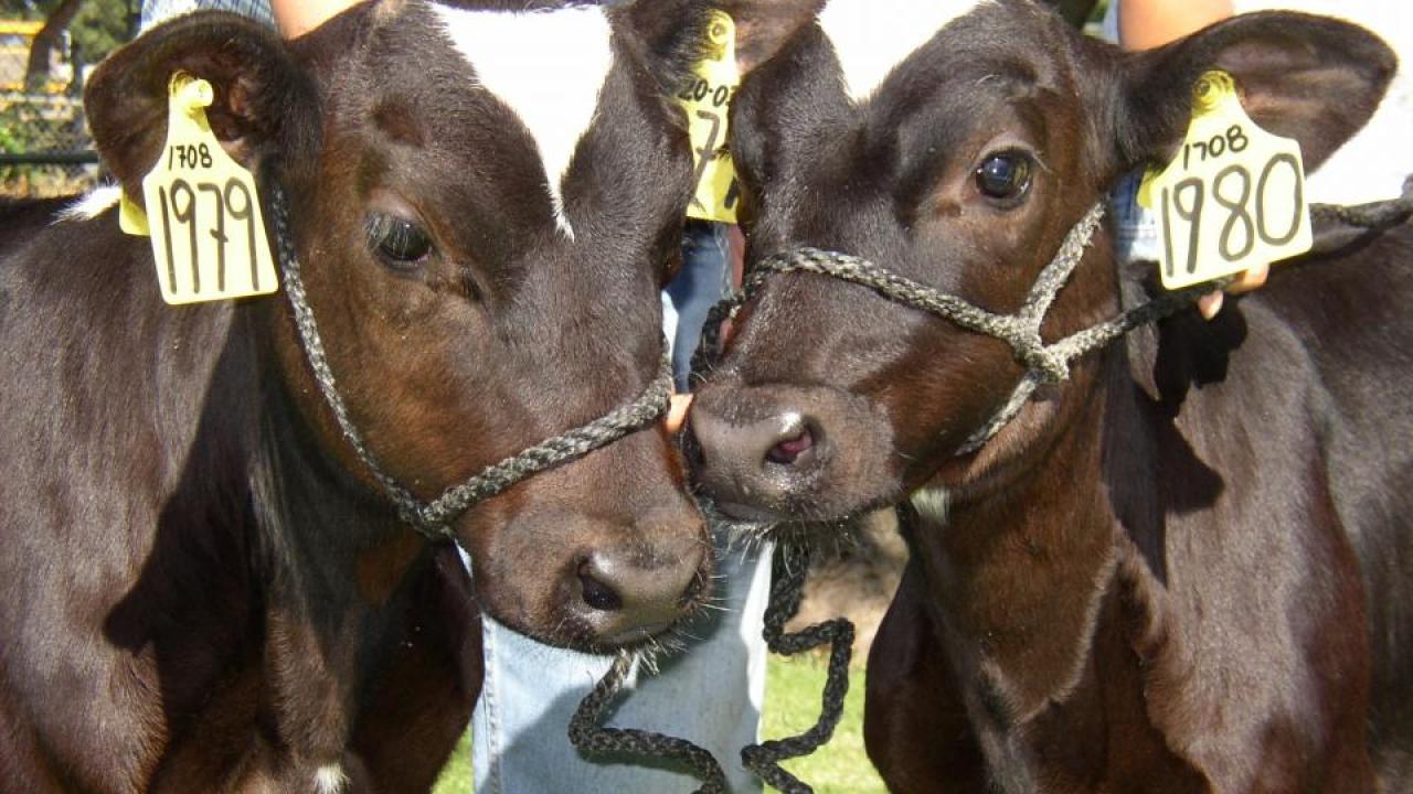 Cloning cattle is an agriculturally important technology. Dot and Ditto were born in 2003, the fourth and fifth cow clones born at UC Davis. (Credit: Alison Van Eenennaam, UC Davis Department of Animal Science) Cloning cattle is an agriculturally important technology. Dot and Ditto were born in 2003, the fourth and fifth cow clones born at UC Davis. (Credit: Alison Van Eenennaam, UC Davis Department of Animal Science)