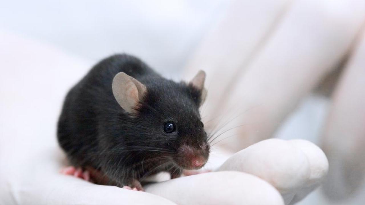 The researchers dosed mice with a moderate amount of ibuprofen for a week — equivalent to an adult human taking about 400 mg of the drug daily. Getty Images Mice
