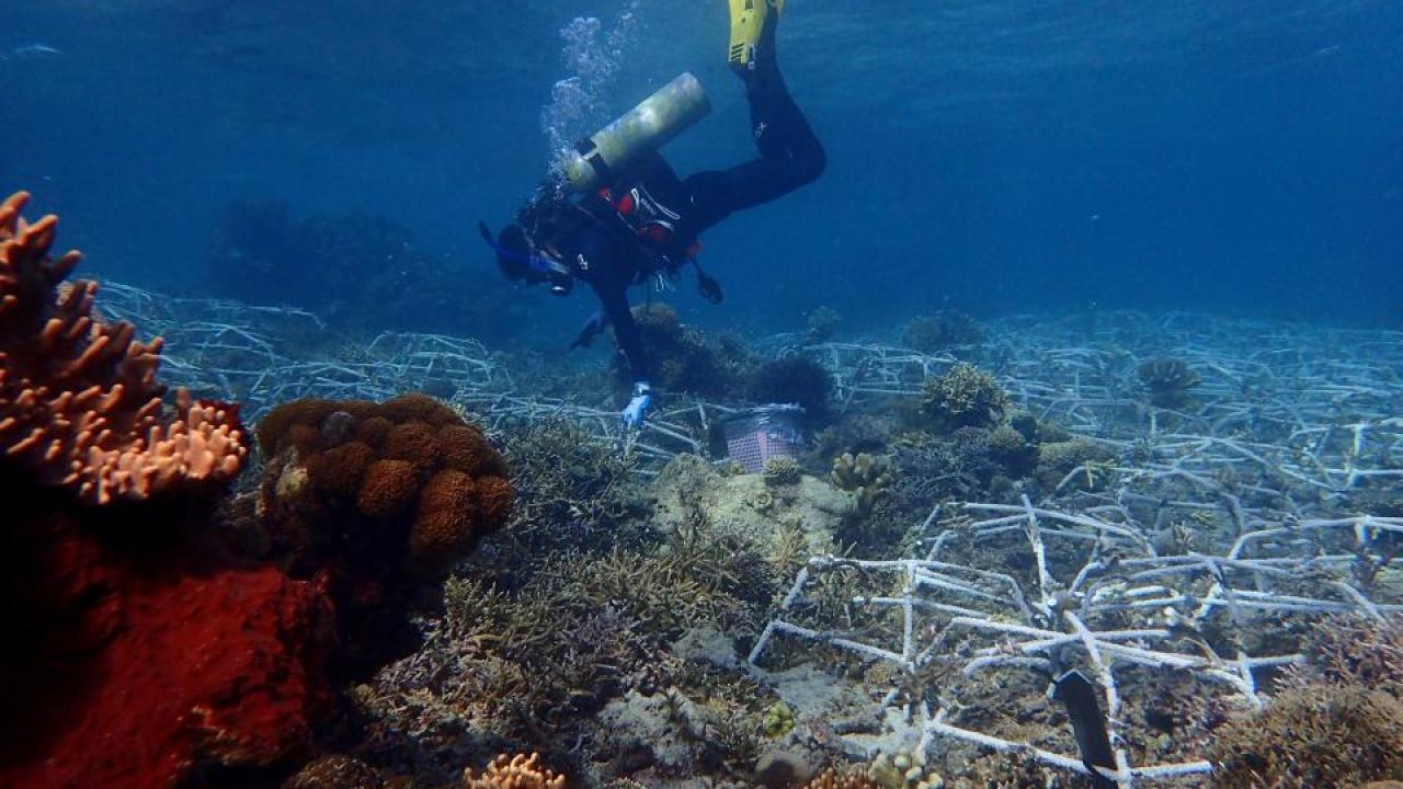 A diver checks on restoration structures called "spiders" at a coral reef project in Indonesia. (Jordan Hollarsmith/UC Davis) Diver checks on restoration structures
