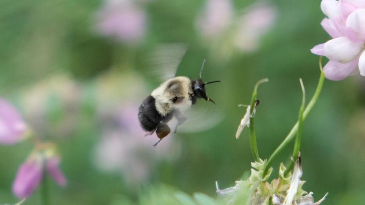 Bumblebees can fly while carrying up to their body weight in nectar. A new study from UC Davis shows that bees can choose to use an energy-efficient economy mode of flight for heavy loads. (Photo by Andrew M. Mountcastle) Bee
