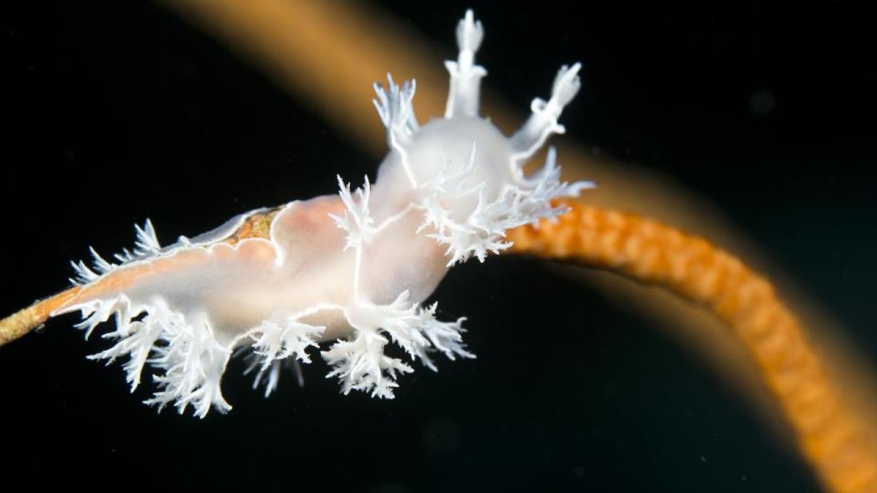 This Tritonia nudibranch found in the Red Sea may be chronically rare. This species is generally seen only once every few years. (Flickr/prilfish) This Tritonia nudibranch found in the Red Sea may be chronically rare. This species is generally seen only once every few years. (Flickr/prilfish)