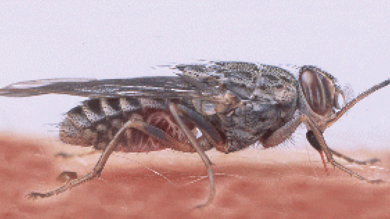 Tsetse flies suck blood and spread disease. Are zebra stripes a way to confuse them by breaking up polarized light? Zebra stripes have fascinated people for millennia, and there are a number of different theories to explain why these wild horses should be so brightly marked.