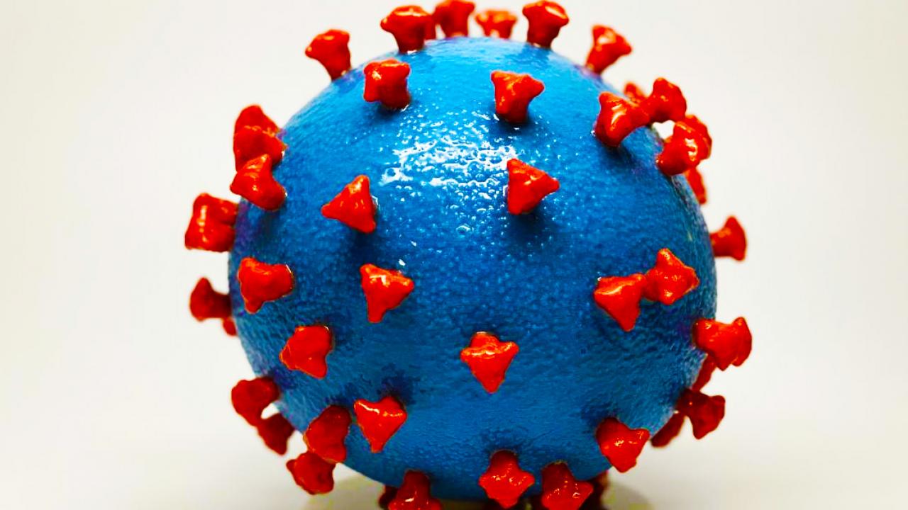 The newly minted “CBS COVID-19 Capstone” course explores the biological intersections of virology, evolution and ecology, computational biology, molecular genetics and other disciplines to give upper-division students a first-hand, holistic investigation and deconstruction of the coronavirus crisis. NIAID coronavirus-college-of-biological-sciences-uc-davis