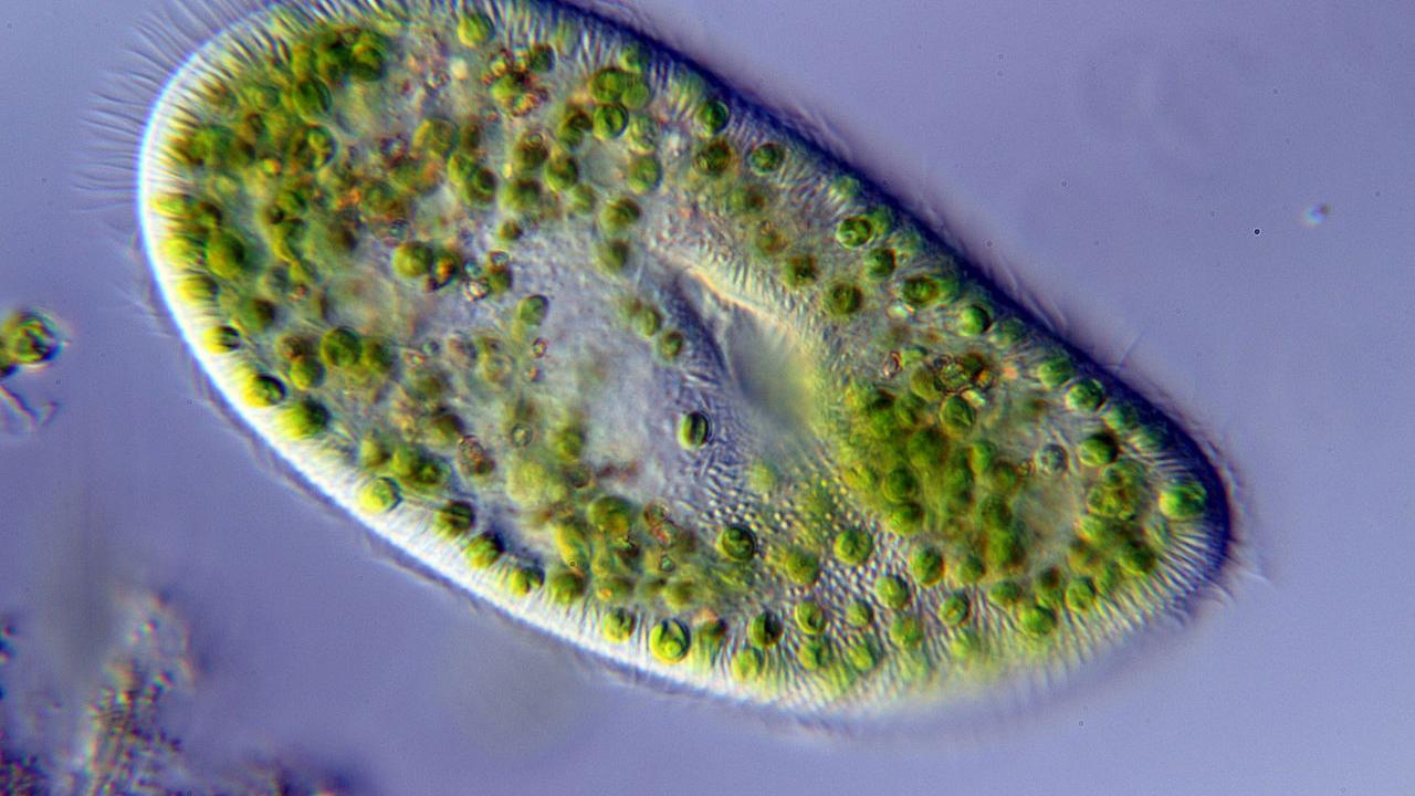 Paramecium