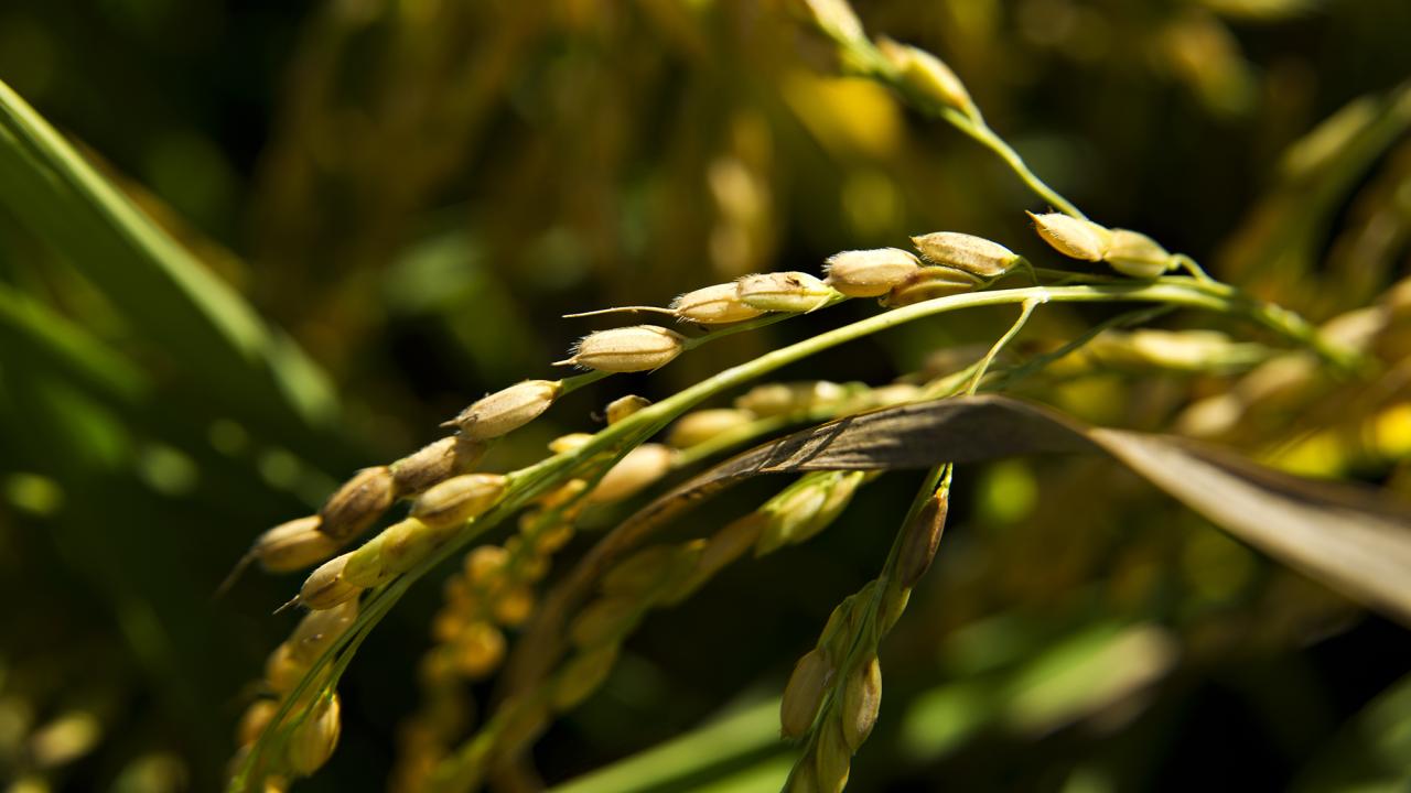 Close-up of golden rice grains growing on a stalk, surrounded by vibrant green leaves, bathed in warm sunlight.
