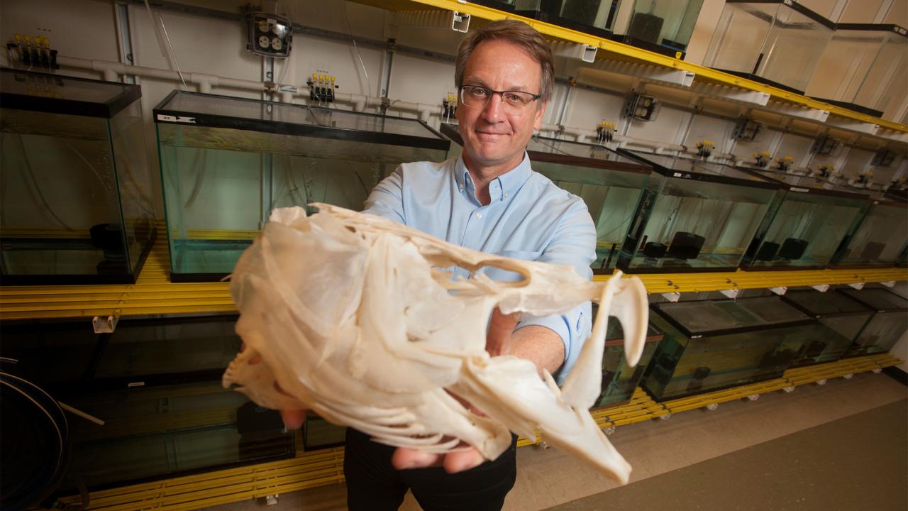 Researcher smiling while holding a large white cetacean skull in a laboratory with tanks
