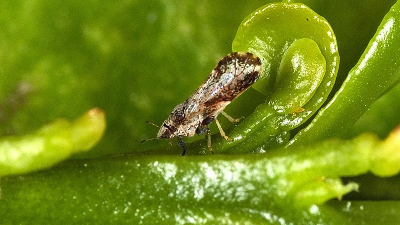 Asian citrus psyllids transmit citrus greening, a disease that can devastate citrus groves. New work by scientists in Brazil and at UC Davis shows that the citrus greening bacteria interfere with the insect's sense of smell, rendering some control methods useless. (USDA photo)