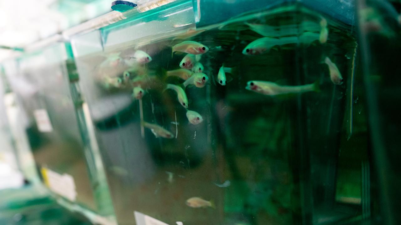 A closeup shot of pale fish in a blue-green aquarium