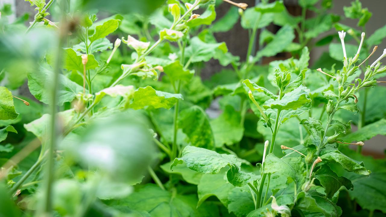 Savithramma Dinesh-Kumar, a professor and chair in the Department of Plant Biology, has identified a novel fungicide that prevents fungal infections in a variety of plants including the tobacco plant (Nicotiana benthamiana), pictured here. (Sasha Bakhter / UC Davis)
