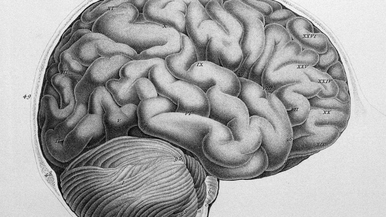 Illustration of the brain
