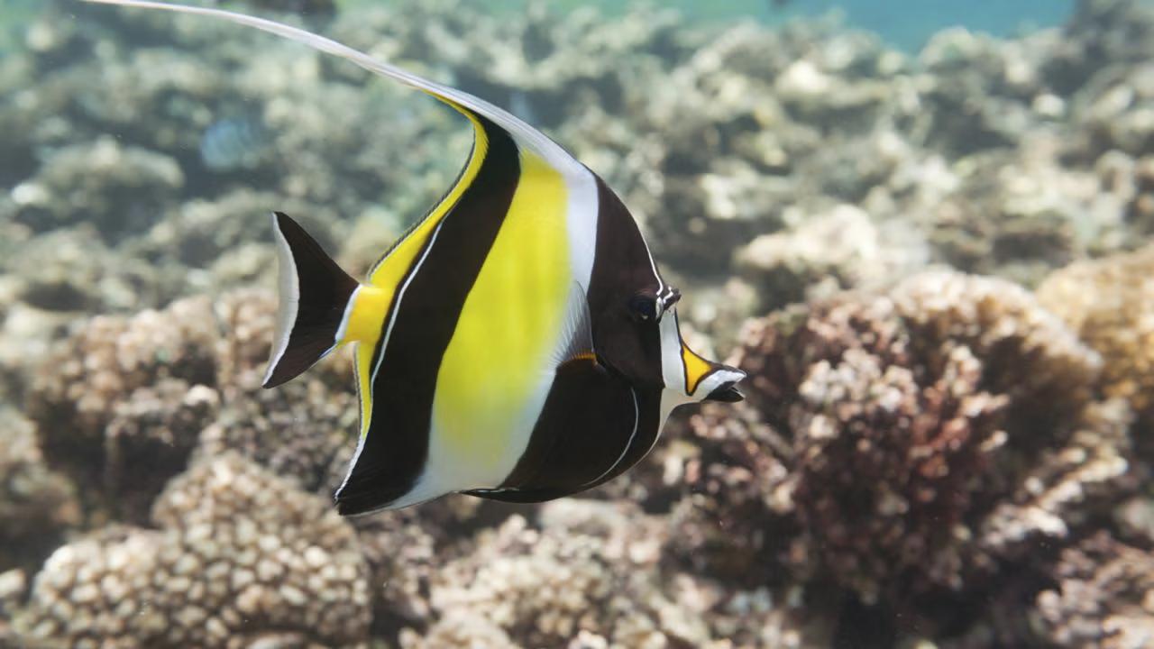 A brightly colored Moorish idol fish with distinctive black, white, and yellow bands and a long trailing dorsal fin swims near a coral reef in clear tropical waters.