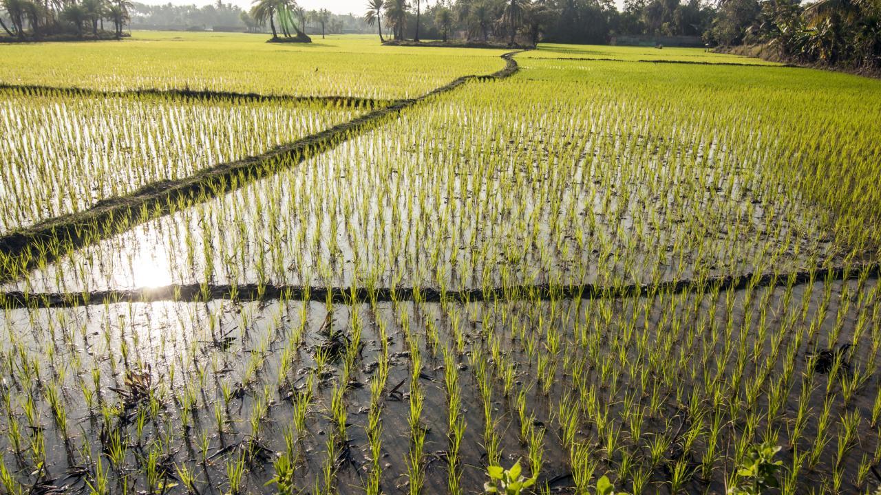 Rice paddy