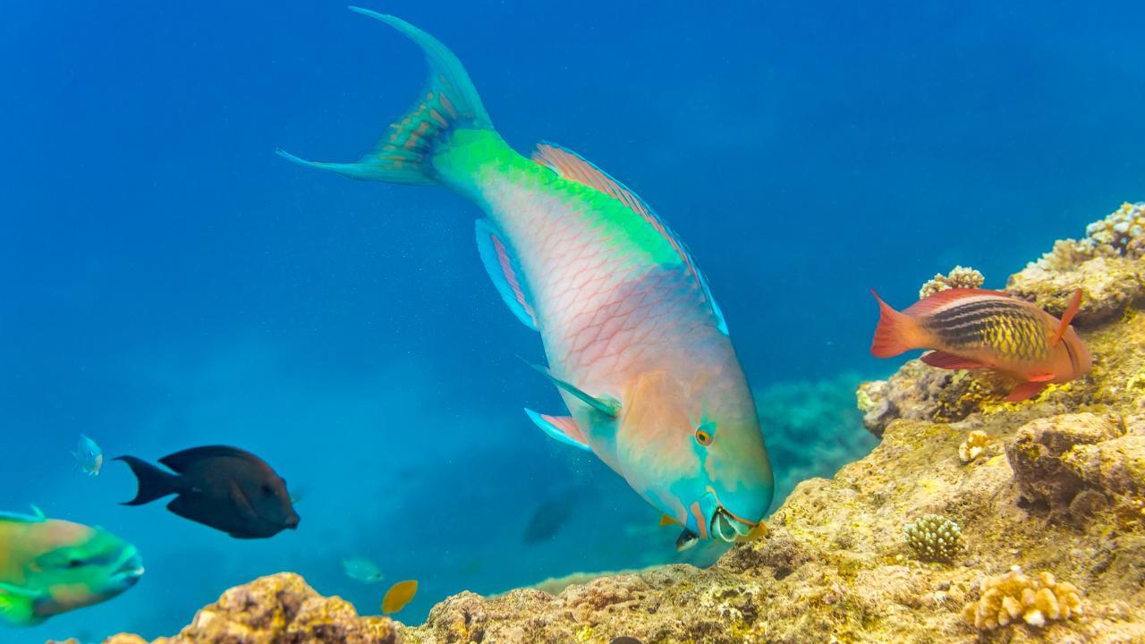 Reef fish