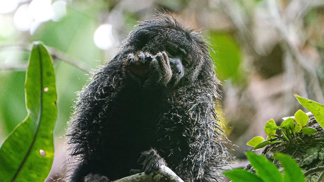 A furry monkey perched among green leaves, eating something with curiosity.