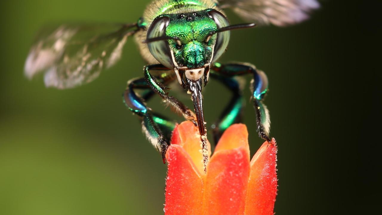 Green orchid bee