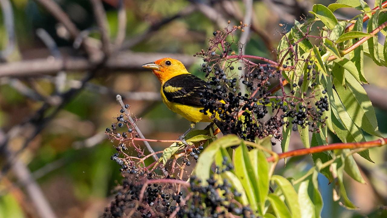 A brightly colored Western Tanager with a vivid orange-red head and yellow body perches among dark purple berries and green leaves on a bushy branch. The bird is facing left, partially obscured by the foliage.