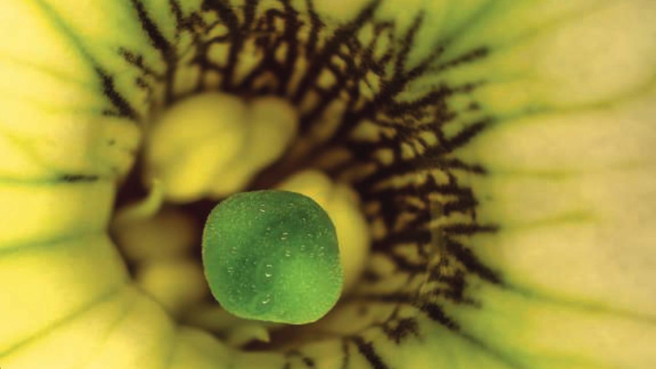New research from the Department of Plant Biology shows that specific receptors allow petunias to perceive signals sent out by their developing flower buds, which are critical to the development of the petunia’s reproductive organs, pictured here. (Benôit Boachon / Purdue University)