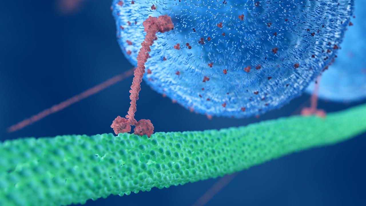 Motor protein illustration