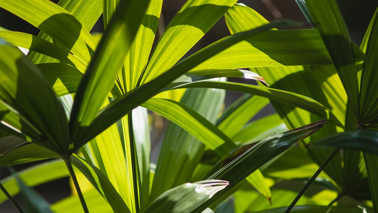 Plants in light
