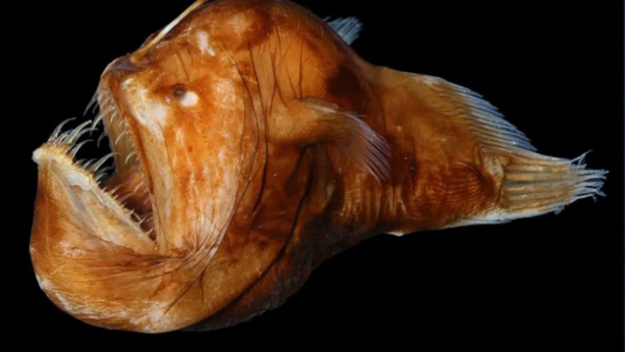 Angler fish